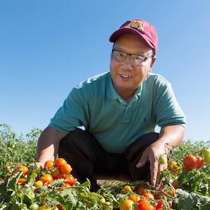 Professor Changbin Chen amongst tomato plants, wearing a U of M hat